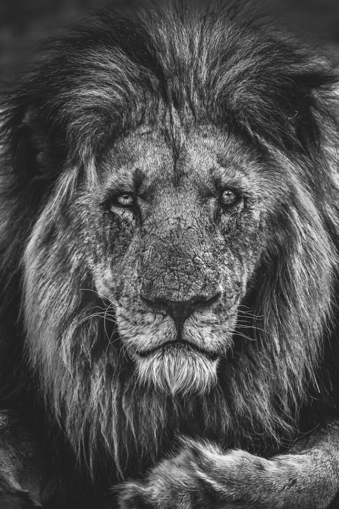 "The Big 5: A Different Hunt" (Series) Alfred Minnaar