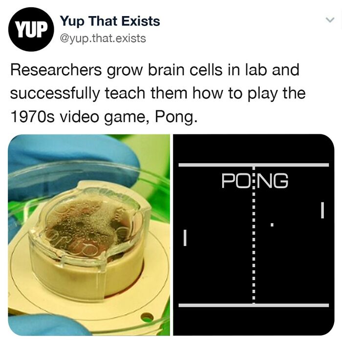 Lab-grown brain cells shown playing 1970s video game Pong, illustrating weird but real scientific achievement.