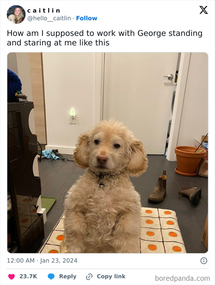 Animals-Going-Goblin-Mode-Pics