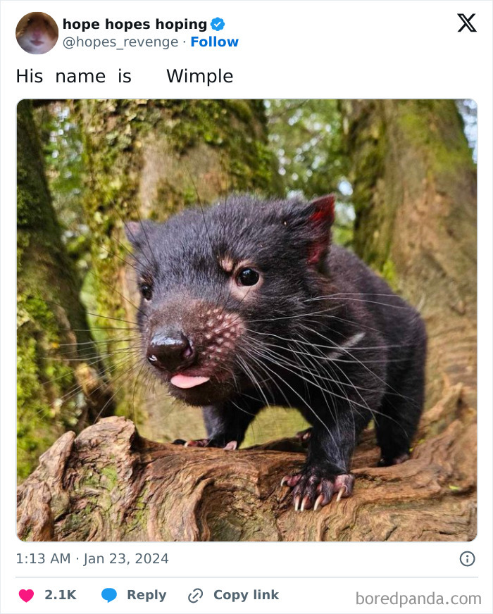 Animals-Going-Goblin-Mode-Pics