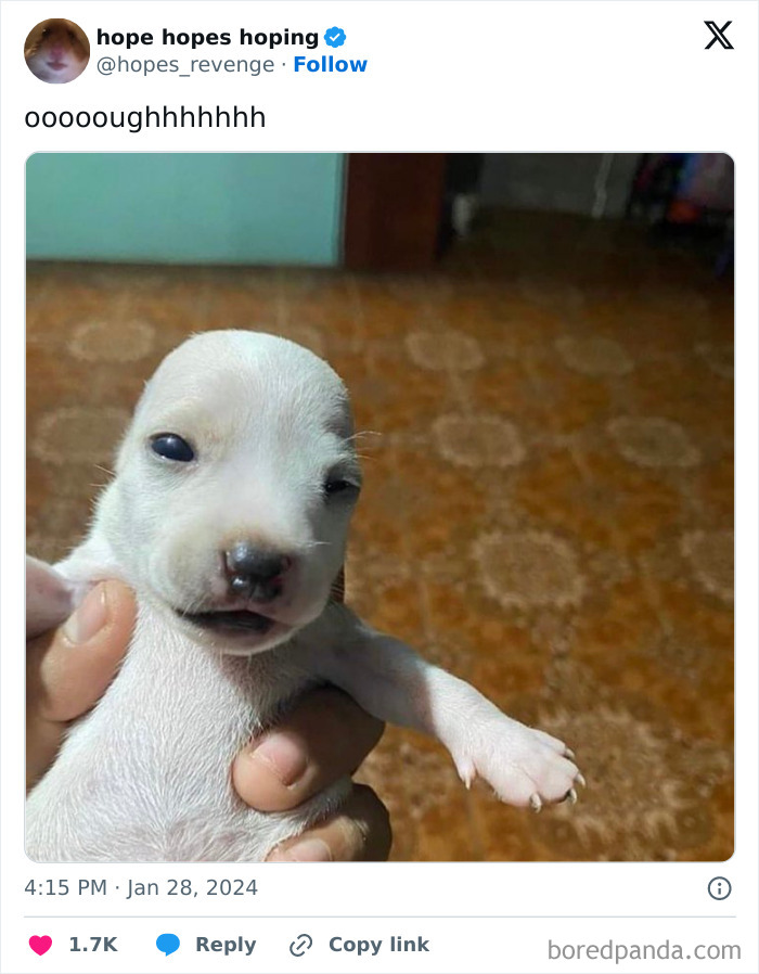 Animals-Going-Goblin-Mode-Pics