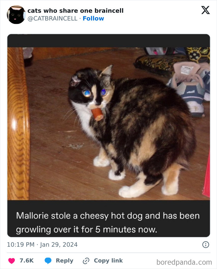 Animals-Going-Goblin-Mode-Pics