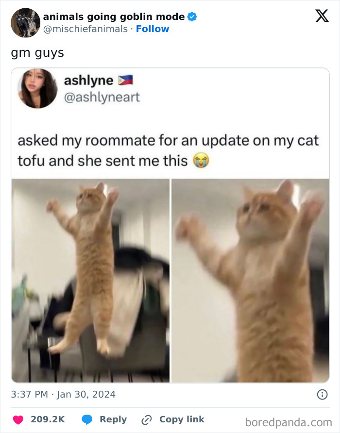 Animals-Going-Goblin-Mode-Pics