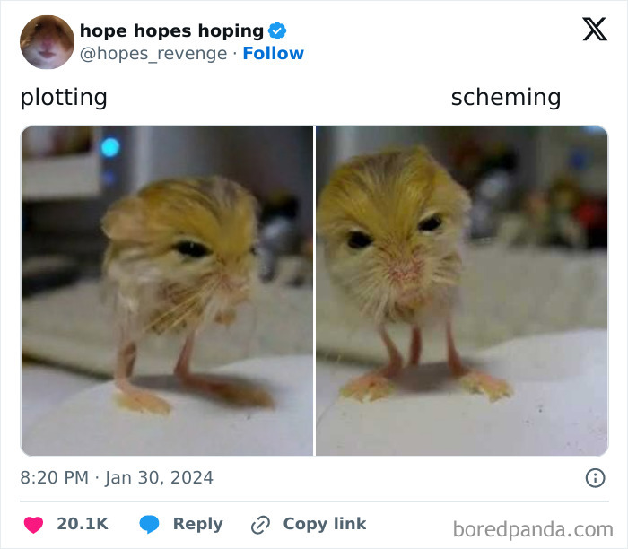 Animals-Going-Goblin-Mode-Pics