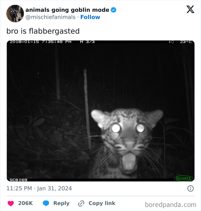 Animals-Going-Goblin-Mode-Pics