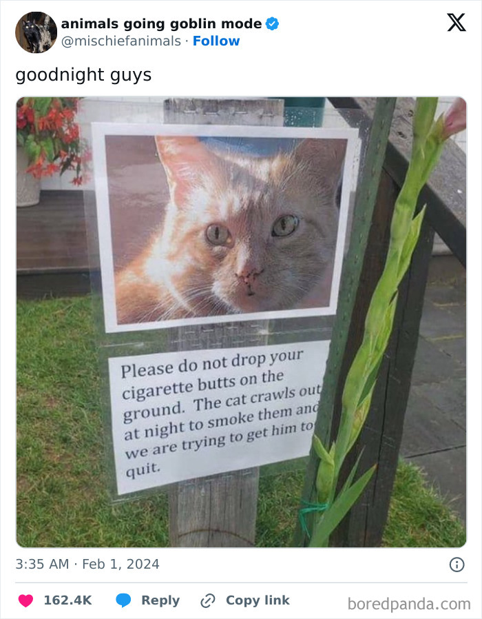 Animals-Going-Goblin-Mode-Pics