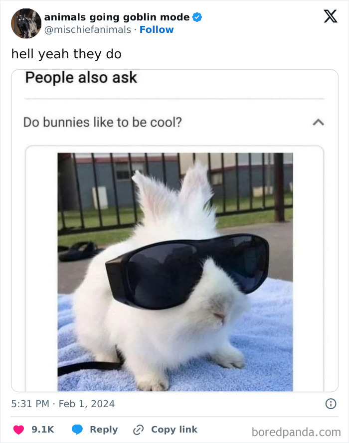 Animals-Going-Goblin-Mode-Pics