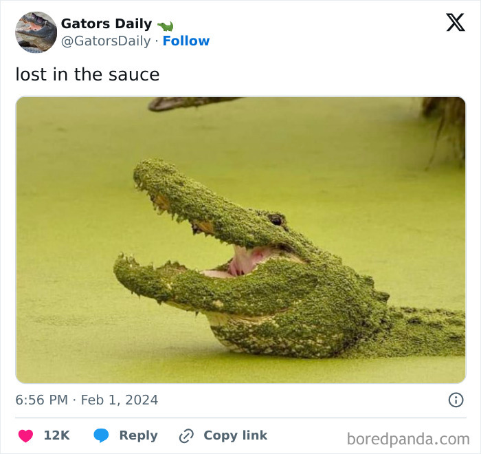 Animals-Going-Goblin-Mode-Pics