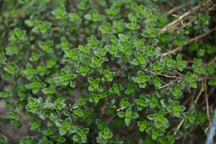 29 Pro Chefs Reveal Their “Secret Weapon” Ingredient Which Completely Changed The Way They Cook