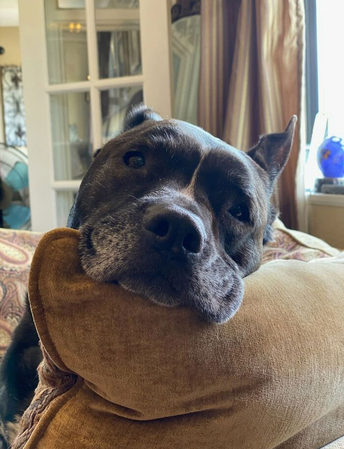 Colby, te mira así hasta que le das mimitos. No le tengáis miedo