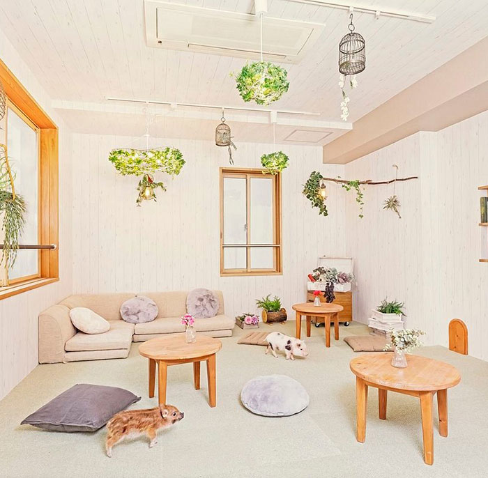 Pigs At This Cafe In Tokyo Are Called &ldquo;Buta-San,&rdquo; And They Trot Around Looking For Pets