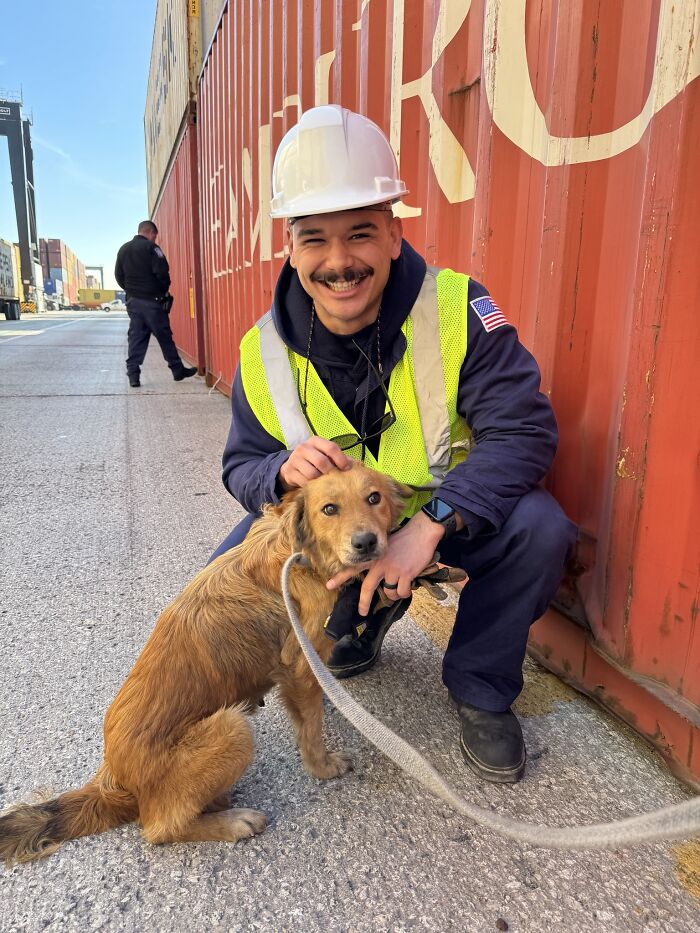 Saved After 8 Days In A Shipping Container, Connie The Dog Is Revealed To Be Expecting Saved After 8 Days In A Shipping Container, Connie The Dog Is Revealed To Be Expecting