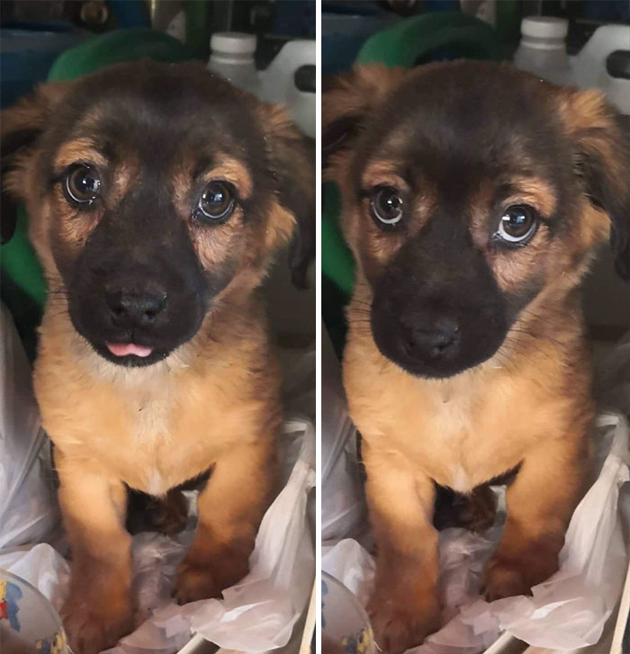 Lo hemos sacado de la calle hoy. Con esa cara tan adorable