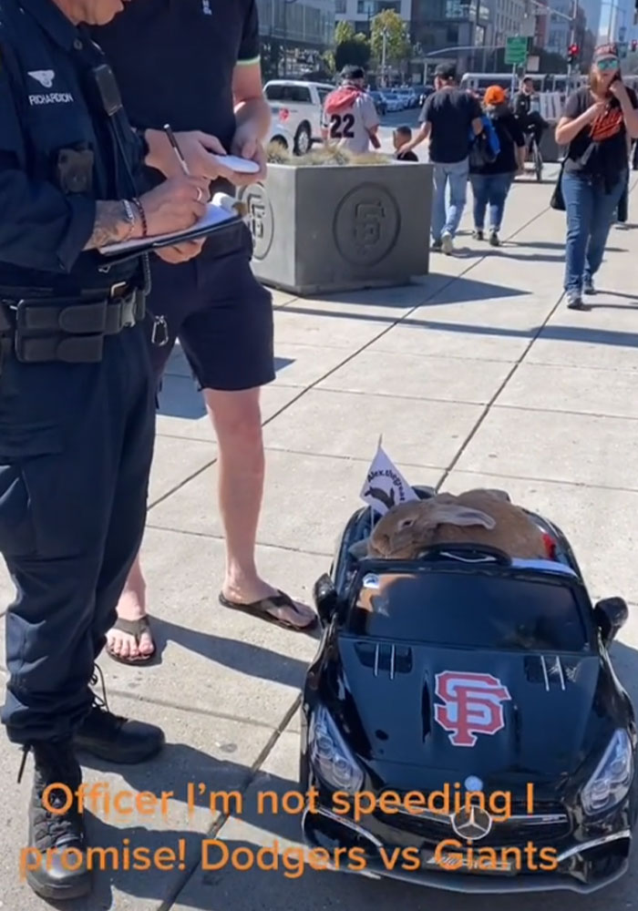 Meet the 30-Pound Bunny Rescued From A Slaughterhouse Who&rsquo;s Now An Internet Sensation
