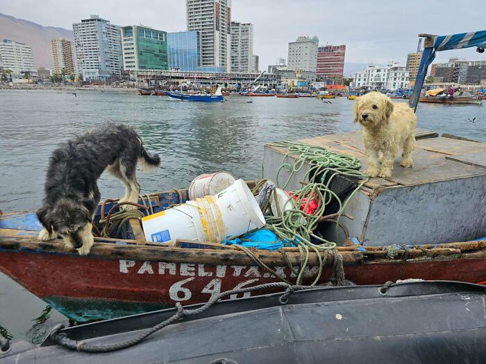 Two dogs on a boat stranded at sea, finally rescued near the Chilean coast with cityscape in the background. Two dogs on a boat stranded at sea, finally rescued near the Chilean coast with cityscape in the background.