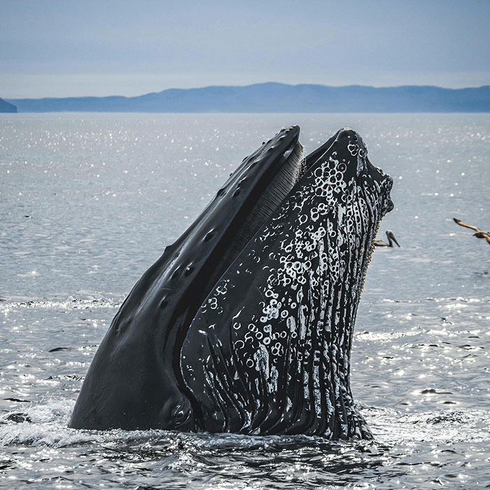 Scientists Are &ldquo;Super-Excited&rdquo; After New Study Reveals How Whales Actually Communicate