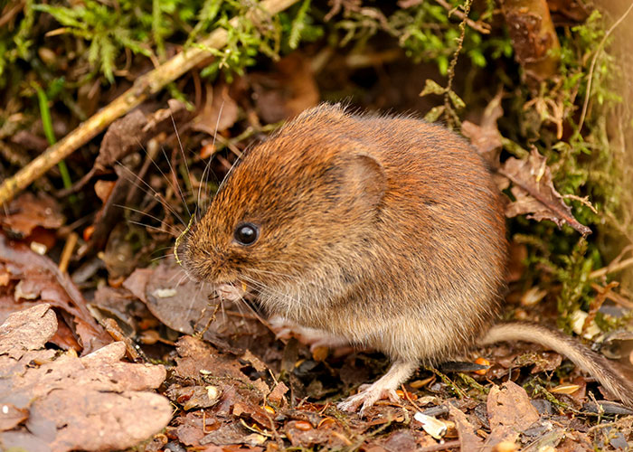 Scientists Offer Insight On Neurological Effects Of Orgasms In Monogamous Relationships