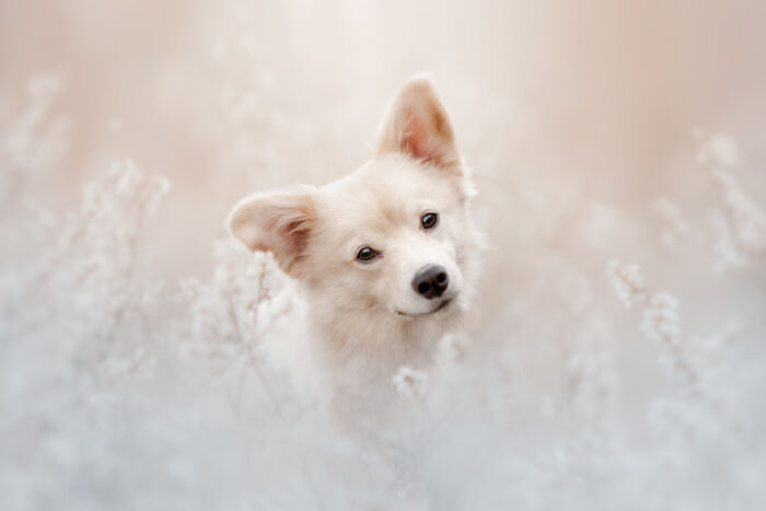 "Beige Camouflage" By Veronika Šandorová