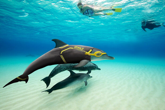 These Designers Were Challenged To Use Photoshop To Dress Animals (30 Pics)