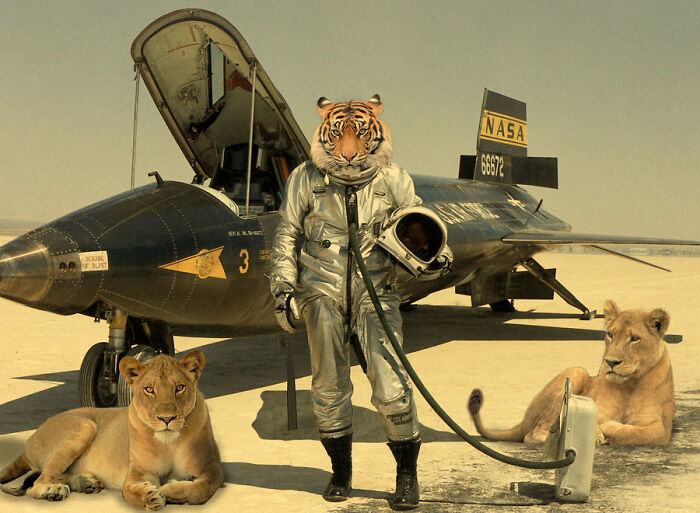 These Designers Were Challenged To Use Photoshop To Dress Animals (30 Pics)