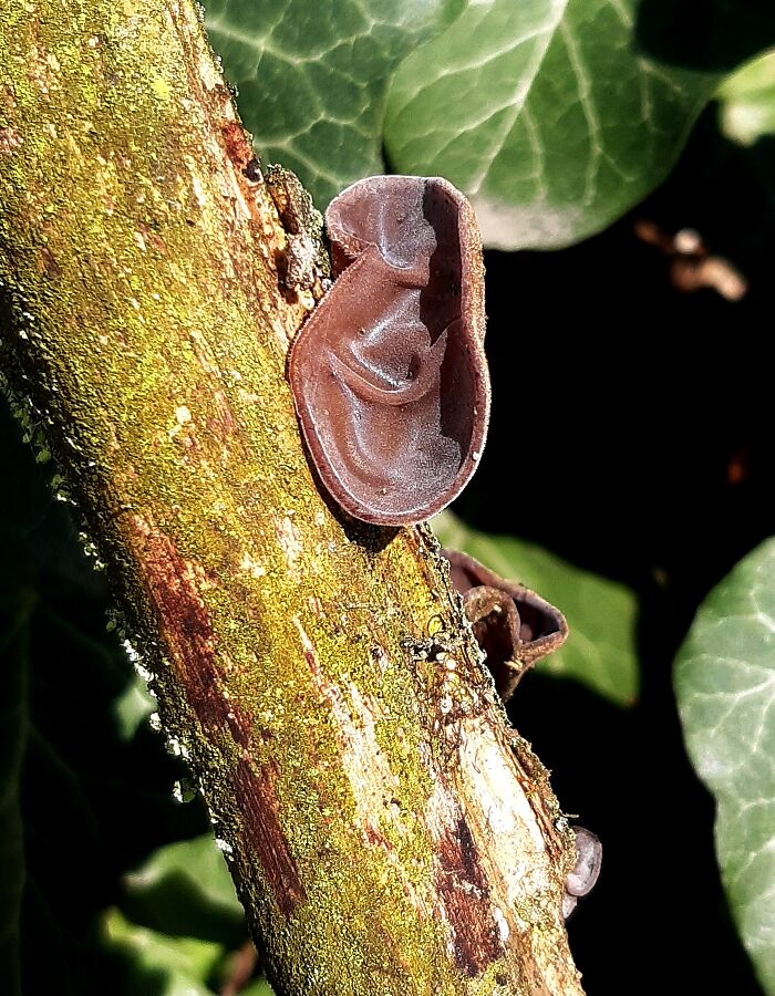 This Mushroom Looks Like An Ear On A Tree