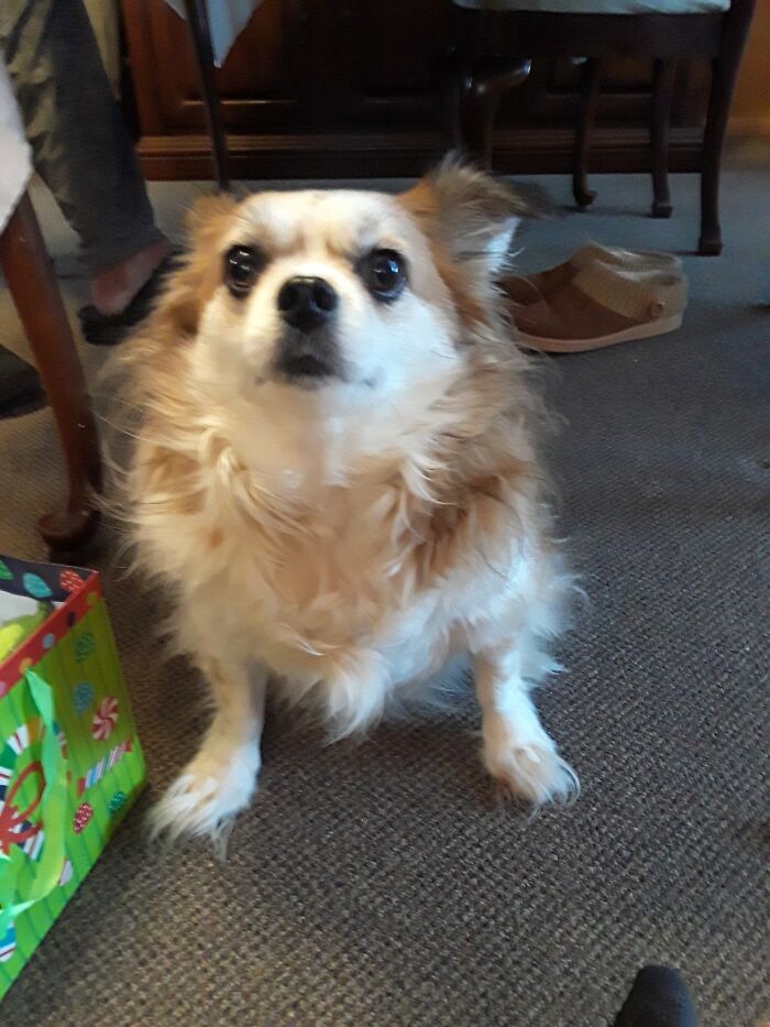 Pippin Charlemagne Perrigrin Took Makes Me Very Happy