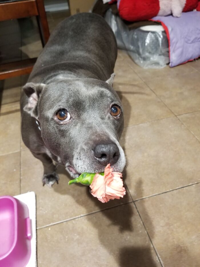 My Valentines Gift From My Princess