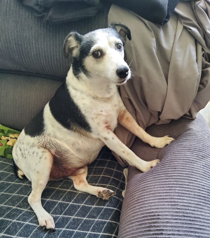 Here's My 12 Or 13 Yr Old Smooth Fox Terrier Rocky. He's Lost Some Weight Since