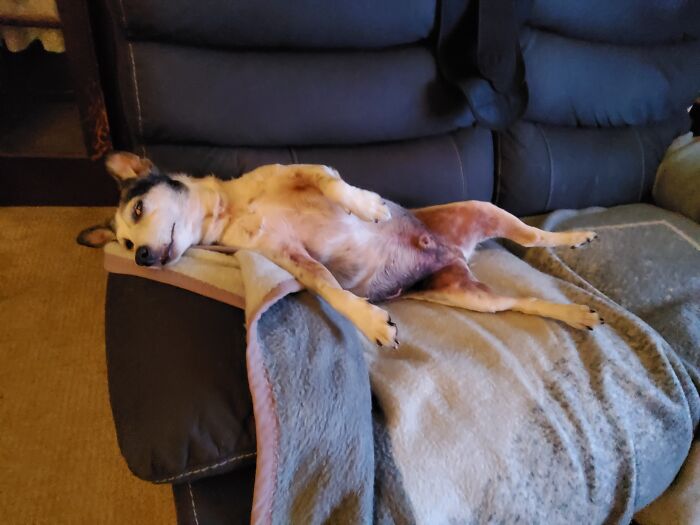 My Dog Rocky Who Is 13 But Still Acts Like A Puppy And Sleeps In Interesting Positions Lol