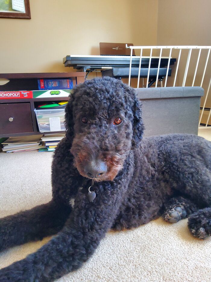 This Doggo Is Very Bored