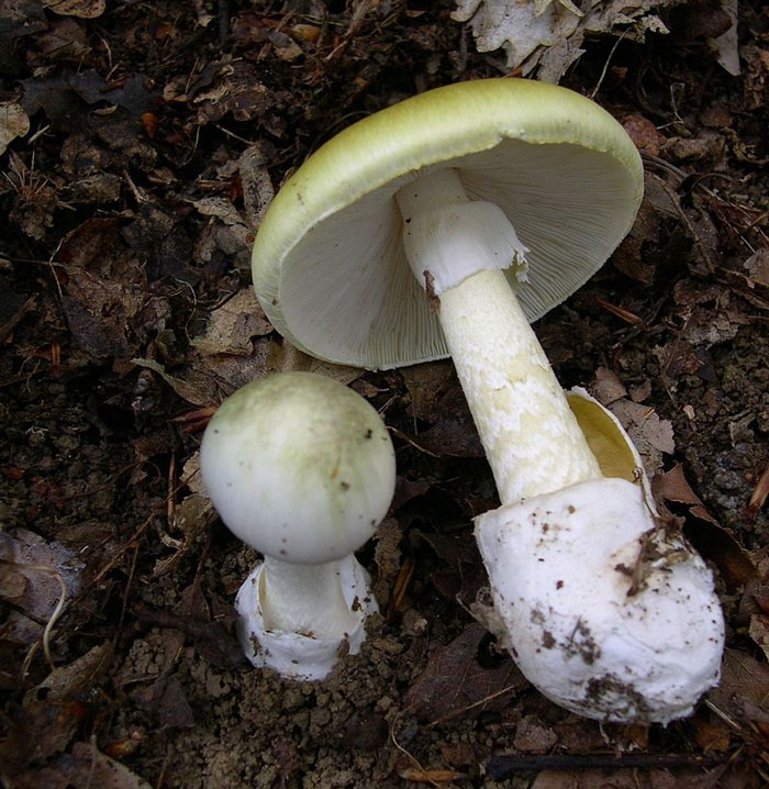 20 Alimentos muy comunes que pueden acabar contigo si abusas de ellos