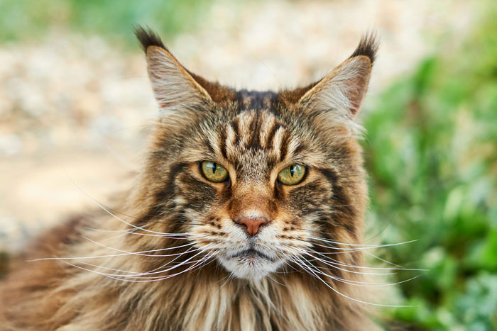Close-up of a Maine C**n cat with striking green eyes, showcasing one of the cutest cat breeds perfect for snuggling.