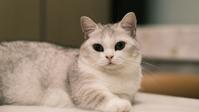 Adorable British Shorthair cat with blue and gray fur lounging indoors, a perfect snuggle buddy.