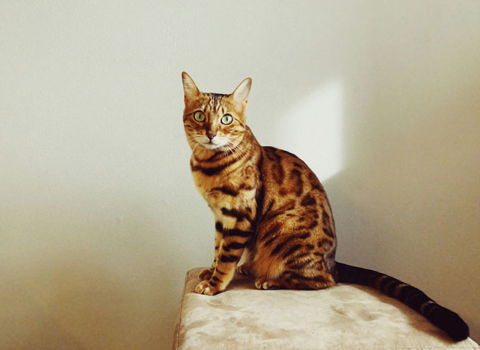 Bengal cat sitting on a stool, displaying its distinctive spotted coat, ideal as a snuggle buddy.