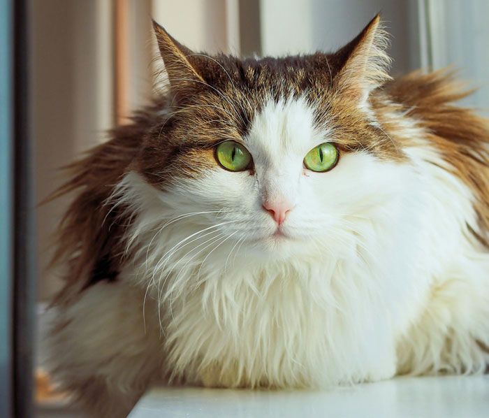 Fluffy cat with green eyes, perfect snuggle buddy.