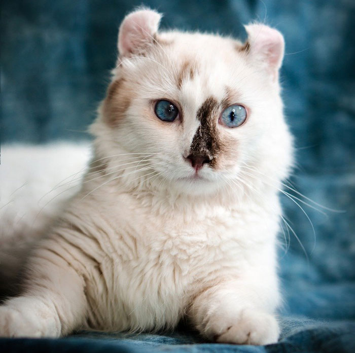 Fluffy white cat with curled ears and striking blue eyes, perfect snuggle buddy on a soft blue background.