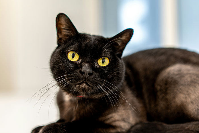 A black cat with bright yellow eyes lying on a white surface, embodying one of the cutest cat breeds.