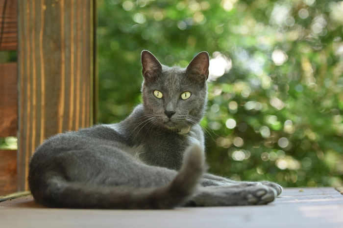 Gray cat lounging on wooden floor outdoors, surrounded by blurred greenery, epitomizing cutest cat breeds for snuggling.