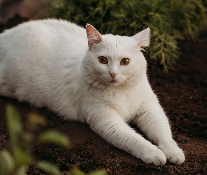 White cat lying on the ground, surrounded by greenery, exemplifying one of the cutest cat breeds for snuggling.