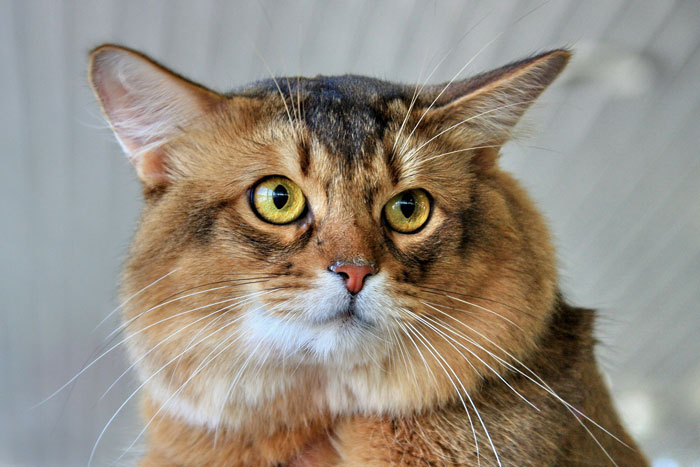 Close-up of one of the cutest cat breeds with golden eyes and fluffy fur.