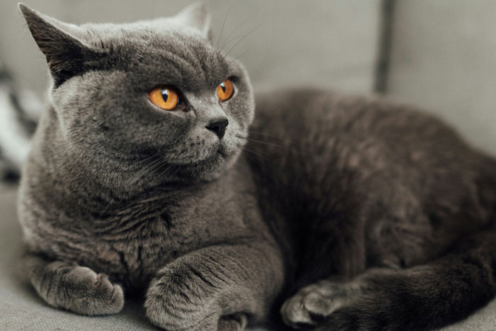 Gray cat with orange eyes lying down, embodying one of the cutest cat breeds ideal for snuggling.