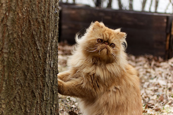 Fluffy cat by a tree, displaying one of the cutest cat breeds perfect for snuggling.