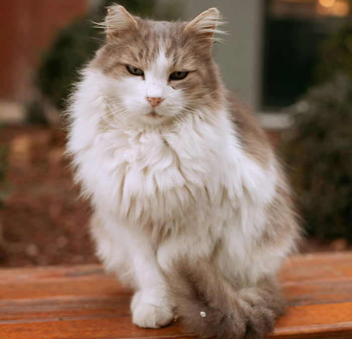 Fluffy cat sitting outdoors, showcasing one of the cutest cat breeds perfect for snuggles.