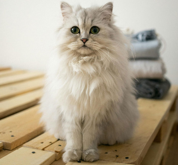 Fluffy white cat sitting on a wooden surface, showcasing one of the cutest cat breeds.