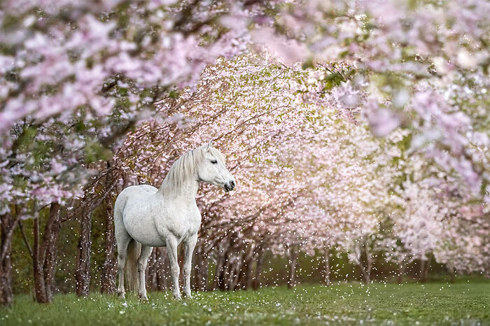 "Allegro" By Merlin Viir