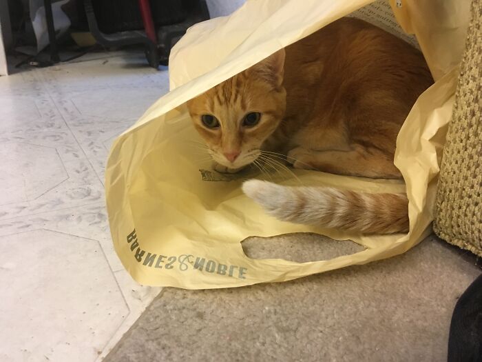 Blossom Passed A Few Years Ago. This Is One Of My Favorite Pictures Of Her