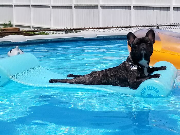 Chewy Living His Best Life