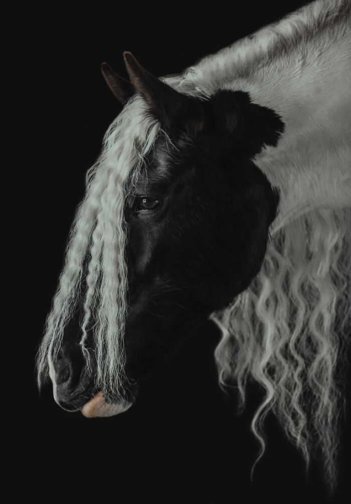 "Beauty Of Irish Cob" By Helga Madajova