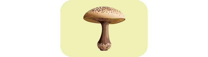 Shiitake mushroom