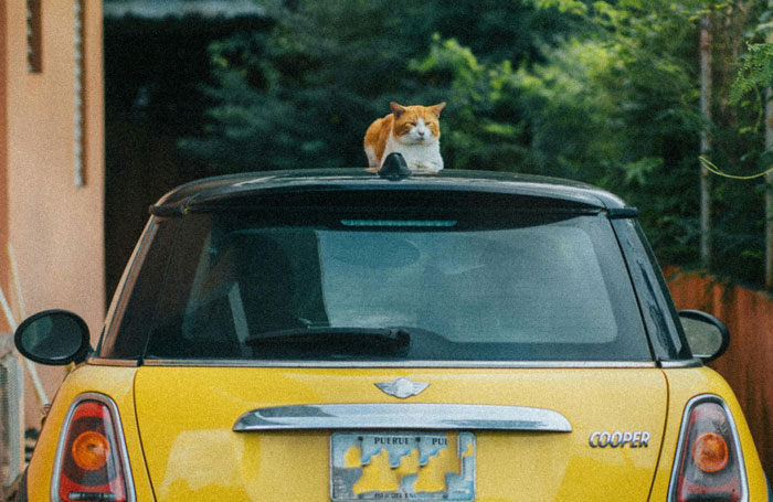 &ldquo;[Am I The Jerk] For Calling Off My $40K Wedding Because My Fianc&eacute; Dropped My Cat Off Somewhere?&rdquo;